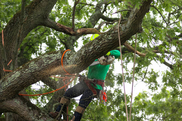 Best Commercial Tree Removal  in USA